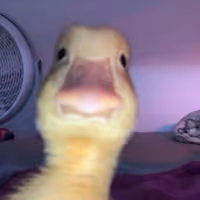 Fantik