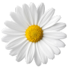 binababina