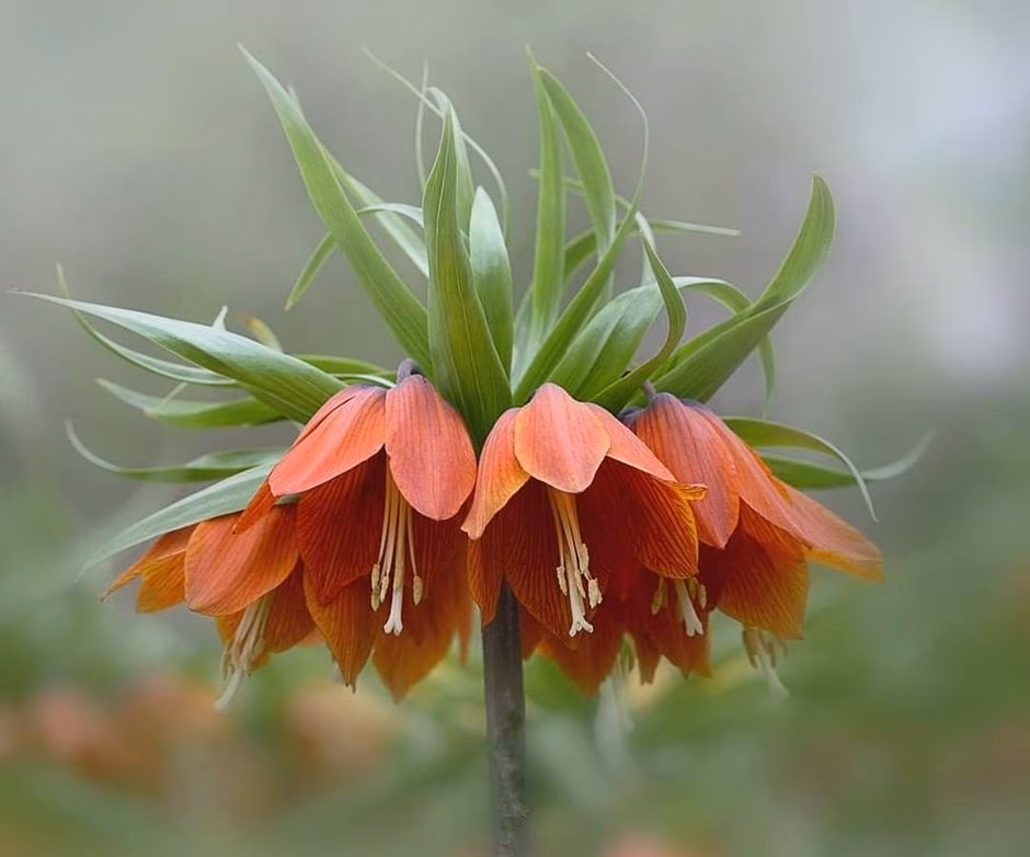 SANIRA by presentation