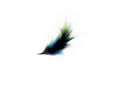 Pluma Boreal